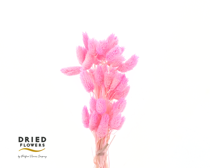 Dried Bleached Phalaris Pink