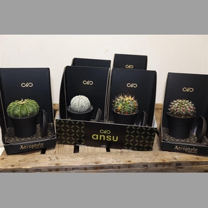 Cactus Mix Xerophyte Collection