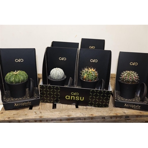 arr8 Cactus Mix Xerophyte Collection