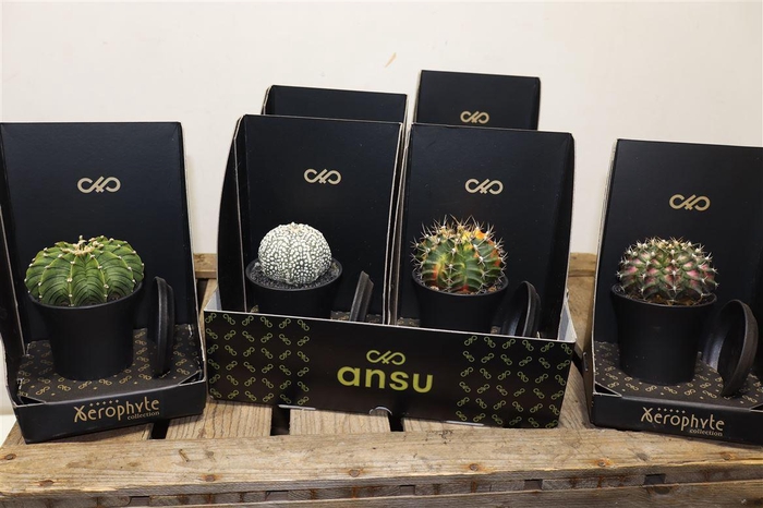 <h4>arr8 Cactus Mix Xerophyte Collection</h4>