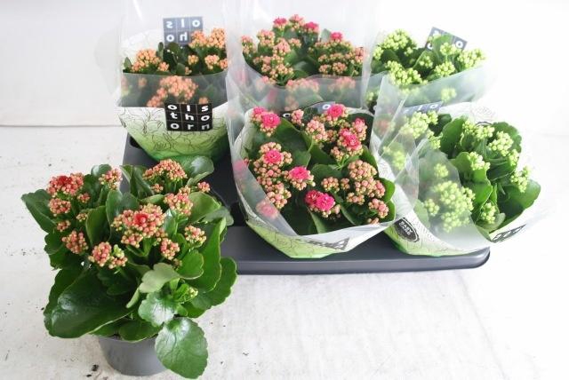 <h4>KAL GE GEM 4 KL</h4>