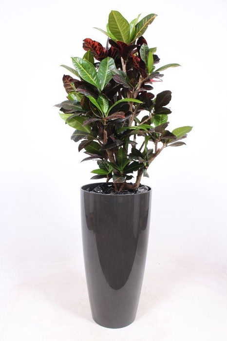 <h4>Codiaeum Petra (Croton) in Santorini pot "antraciet"</h4>
