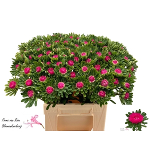CALLIS MATS PINK