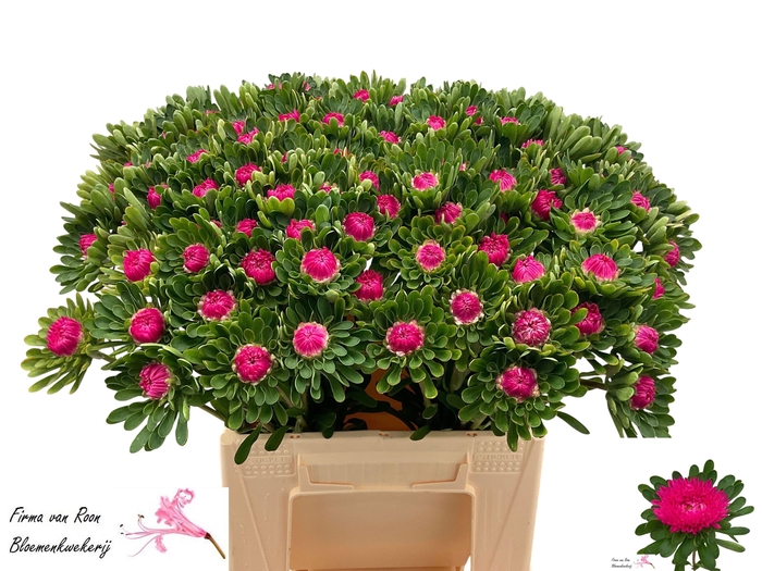 <h4>CALLIS MATS PINK</h4>