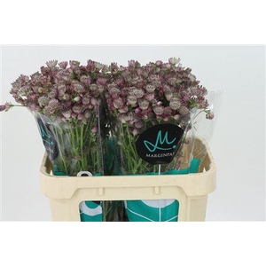 Astrantia Star Of Africa