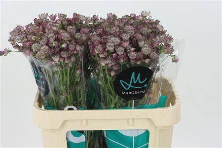 <h4>Astrantia Star Of Africa</h4>