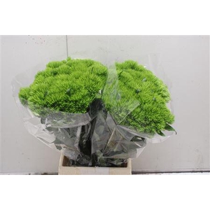 Di Barb Green Wicky X60