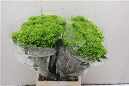 <h4>Di Barb Green Wicky X60</h4>