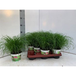 Cyperus alternifolius 'Zumula'