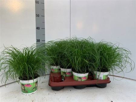 Cyperus alternifolius 'Zumula'