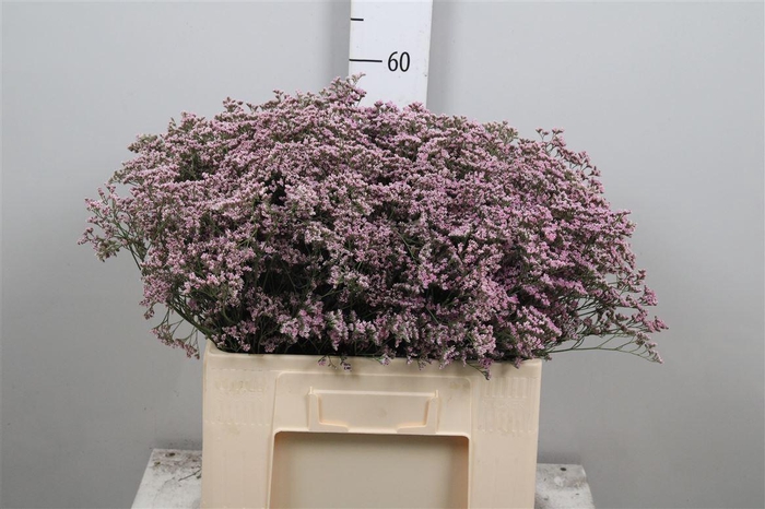 <h4>Lim Saf Oshi Pink</h4>