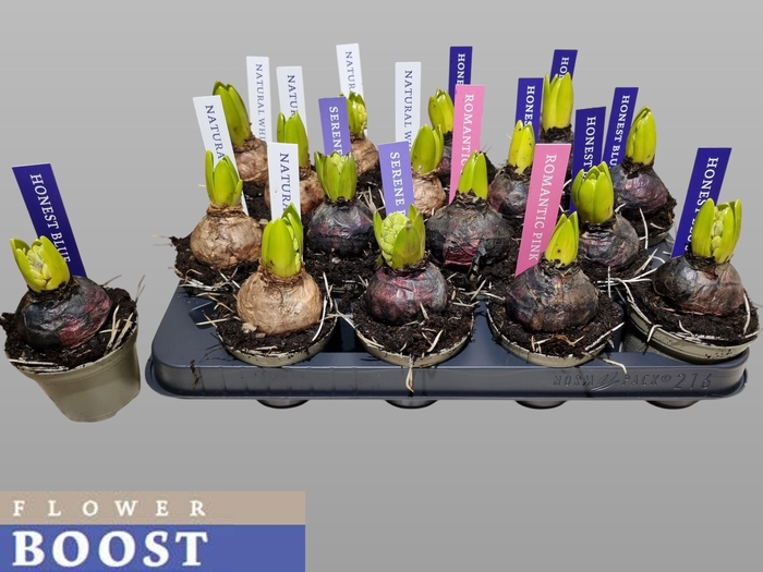 <h4>HYACIN PEAR GEM 4 KL</h4>