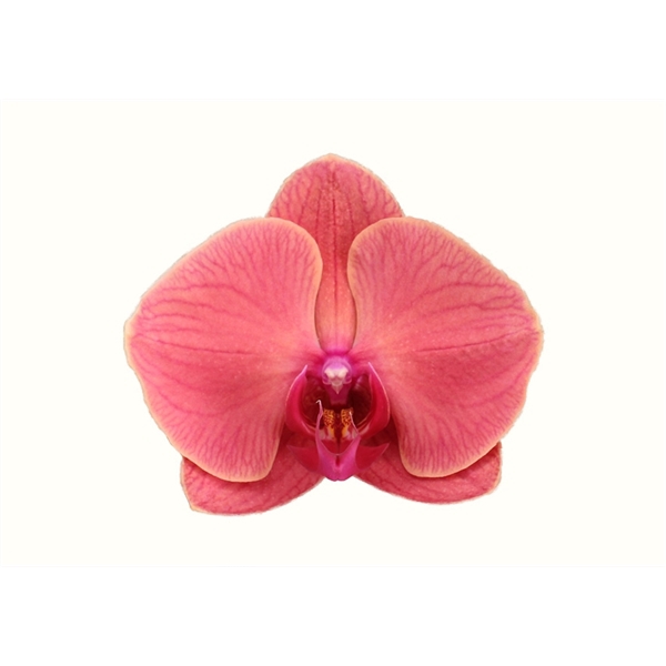 <h4>Duetto Boog Asian Coral</h4>