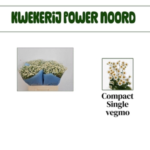 TANA PA SINGLE VEGMO