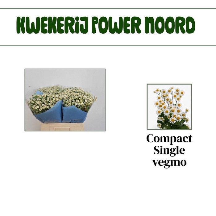 <h4>TANA PA SINGLE VEGMO</h4>