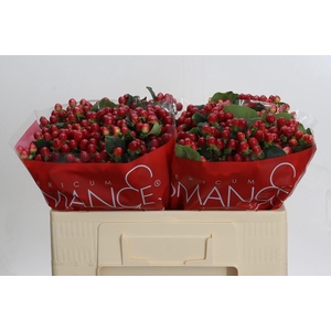 Hypericum True Romance