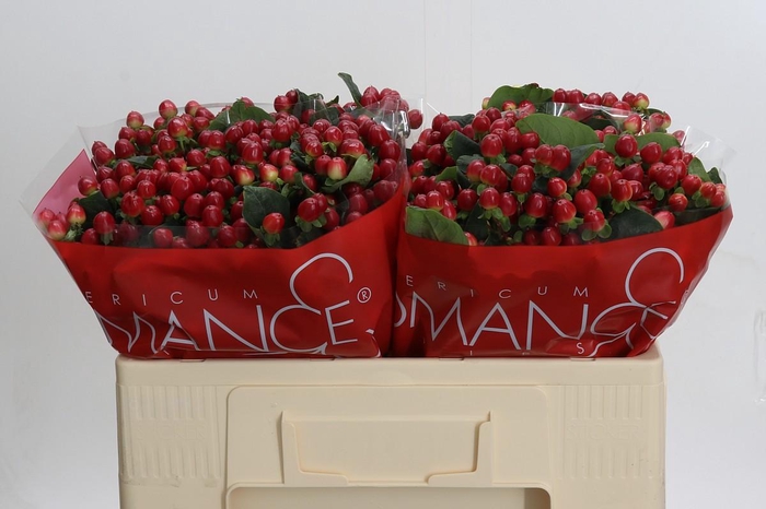 <h4>Hypericum True Romance</h4>