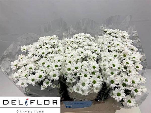 <h4>CHR SAN LEGEND</h4>