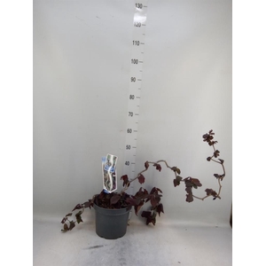 Corylus avellana 'Red Majestic'