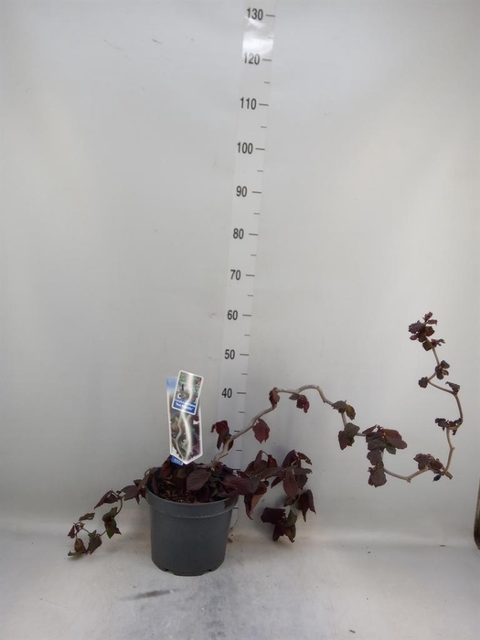 <h4>Corylus avellana 'Red Majestic'</h4>