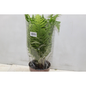 CYATHEA MEDULLARIS P17