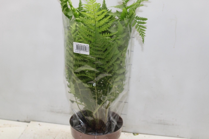<h4>CYATHEA MEDULLARIS P17</h4>