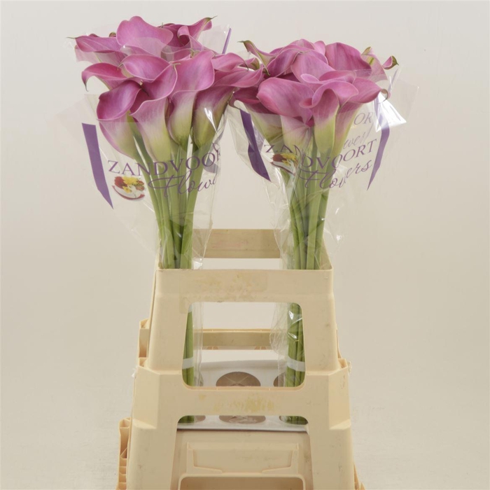 <h4>Calla Fantasia</h4>