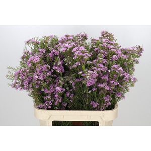 Chamelaucium Giselle
