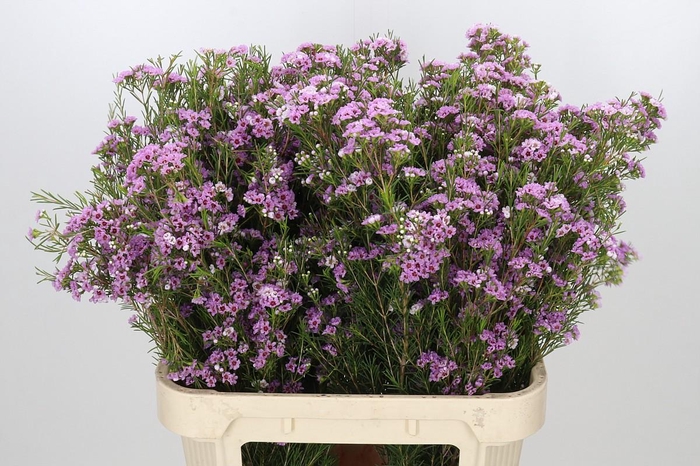 <h4>Chamelaucium Giselle</h4>