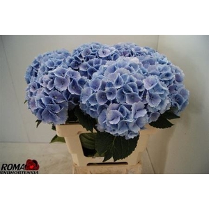 Hydr M Ch Lollypp Bl 60cm