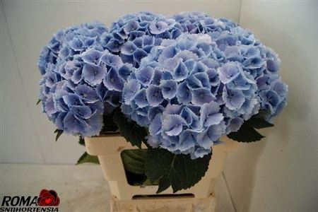 <h4>Hydr M Ch Lollypp Bl</h4>
