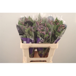 Clematis Blue Pirouette