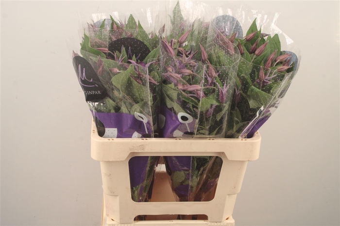 <h4>Clematis Blue Pirouette</h4>