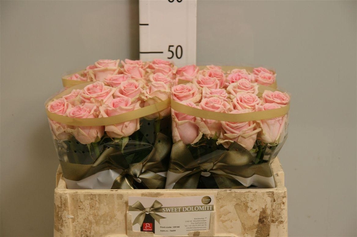 <h4>R Gr Sweet Dolomiti</h4>