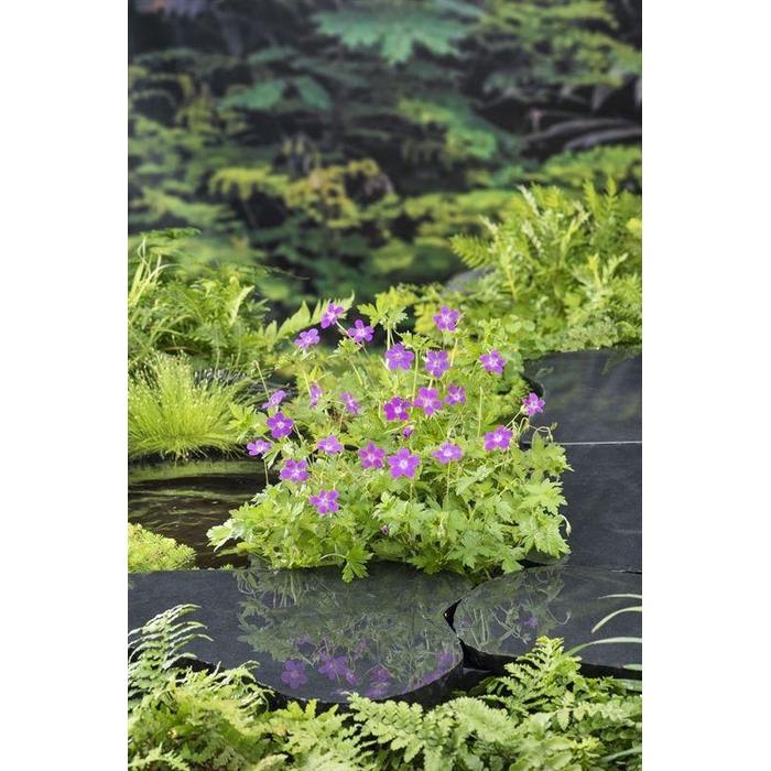 <h4>Geranium palustris</h4>