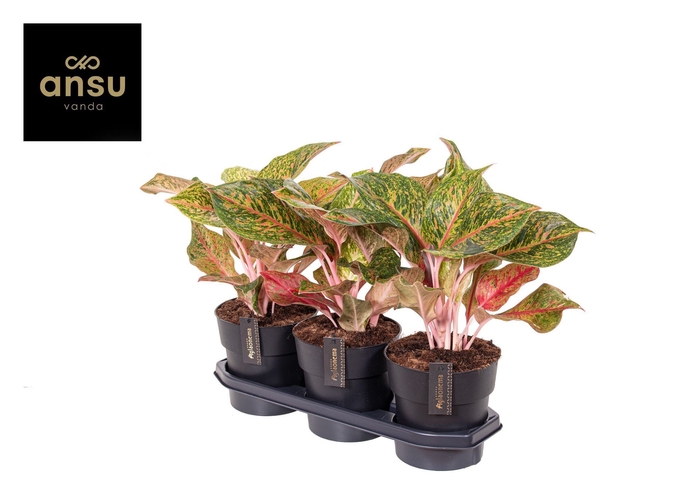 <h4>Aglaonema overig</h4>