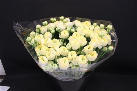 <h4>Cloni Super Creme</h4>