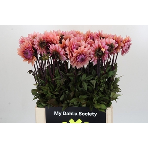 Dahlia Sweet Sanne