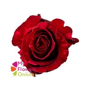 R Gr Red Panther Red 80cm EC
