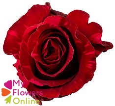 <h4>R Gr Red Panther Red 80cm EC</h4>