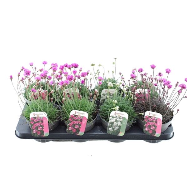 <h4>Armeria maritima mix laat</h4>