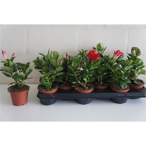 Mandevilla Dipladenia