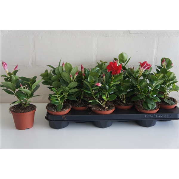 <h4>Mandevilla Dipladenia</h4>