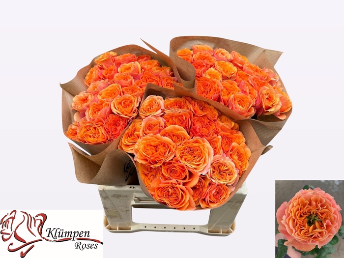 <h4>R GR SOUTHPARK</h4>