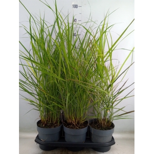 Panicum virgatum