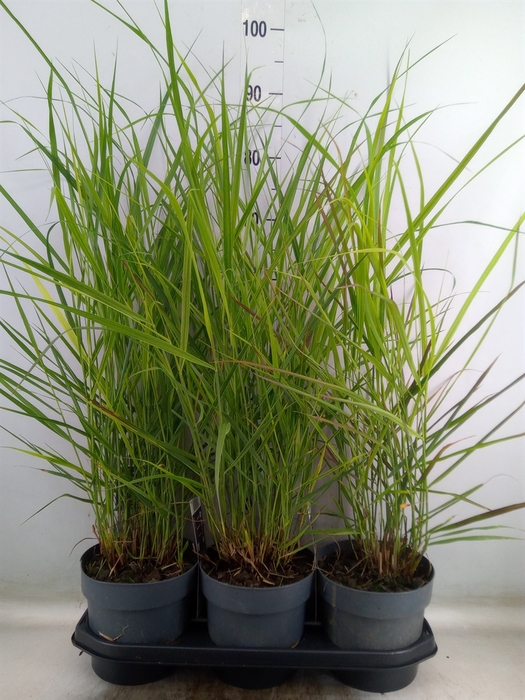 <h4>Panicum virgatum</h4>
