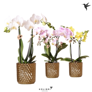 Kolibri Orchids Phalaenopsis mix 2 spike in Diamond pot gold