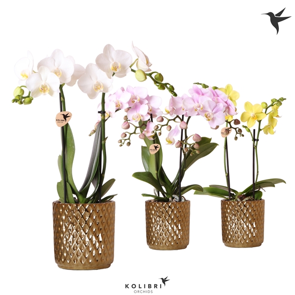 <h4>Kolibri Orchids Phalaenopsis mix 2 spike in Diamond pot gold</h4>