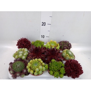 Sempervivum   ...