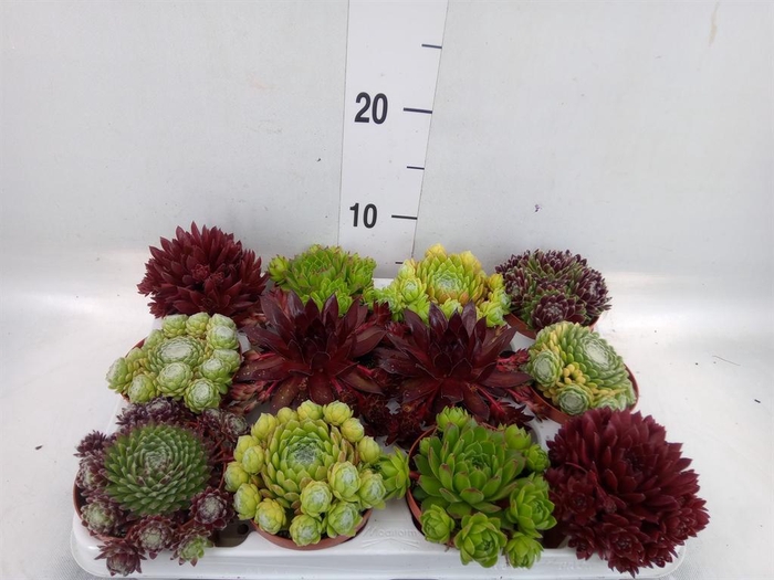 <h4>Sempervivum   ...</h4>